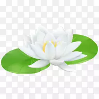 水百合神圣莲花百合剪贴画-水百合透明PNG剪贴画形象-空若网 水百合神圣莲花百合剪贴画-水百合透明PNG剪贴画形象-空若网