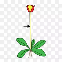 ֲ�ﾥ������Ҷ������-������