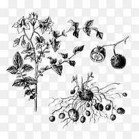 ����ֲ���������龥-�ϻ���ޣ-������