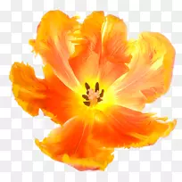 �����㻨�����㻨-������