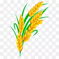 水稻载体-金色水稻-空若网 水稻载体-金色水稻-空若网