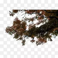 枝条树剪贴画前景树-空若网 枝条树剪贴画前景树-空若网