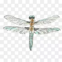 蜻蜓画水彩画-蜻蜓-空若网 蜻蜓画水彩画-蜻蜓-空若网