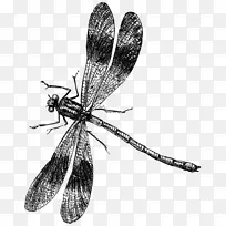 蜻蜓画片艺术-蜻蜓-空若网 蜻蜓画片艺术-蜻蜓-空若网