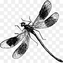 蝴蝶图-蜻蜓-空若网 蝴蝶图-蜻蜓-空若网