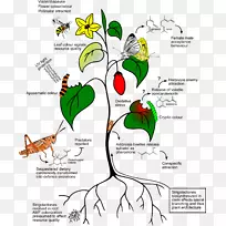 植物昆虫类胡萝卜素化学有机体生态环境-空若网 植物昆虫类胡萝卜素化学有机体生态环境-空若网