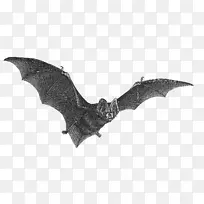吸血蝙蝠画夹飞行蝙蝠-空若网 吸血蝙蝠画夹飞行蝙蝠-空若网