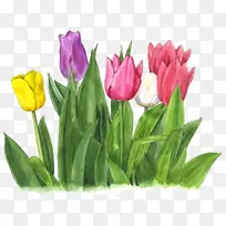 郁金香切花郁金香色郁金香-空若网 郁金香切花郁金香色郁金香-空若网