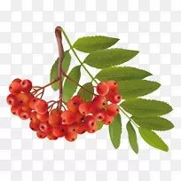 秋季剪贴画-秋季植物PNG剪贴画-空若网 秋季剪贴画-秋季植物PNG剪贴画-空若网