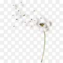 花白色剪贴画.装饰白云-空若网 花白色剪贴画.装饰白云-空若网