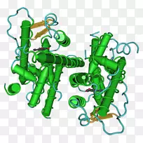 雌激素受体β雌激素受体α-圣诞丝带-空若网 雌激素受体β雌激素受体α-圣诞丝带-空若网