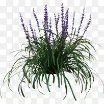 百合草坪植物葡萄风信子花园花叶标本-空若网 百合草坪植物葡萄风信子花园花叶标本-空若网