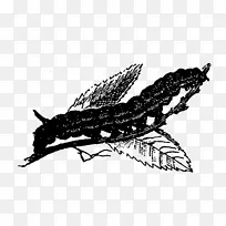 昆虫蝴蝶传粉器翅膀白色可爱昆虫-空若网 昆虫蝴蝶传粉器翅膀白色可爱昆虫-空若网