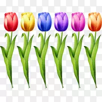 郁金香图-彩色郁金香-空若网 郁金香图-彩色郁金香-空若网