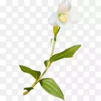 花卉博客生活互联网剪贴画-华-空若网 花卉博客生活互联网剪贴画-华-空若网