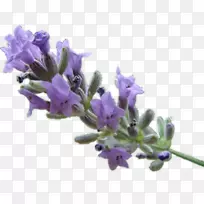 Ó¢¹úÞ¹Ò²ݾ«ÓÍ.ÃÔµüÏã-¿ÕÈôÍø Ó¢¹úÞ¹Ò²ݾ«ÓÍ.ÃÔµüÏã-¿ÕÈôÍø