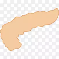 胰腺内分泌系统消化-大便。-空若网 胰腺内分泌系统消化-大便。-空若网