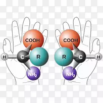 手性氨基酸手握分子镜像能力-空若网 手性氨基酸手握分子镜像能力-空若网