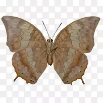 蝴蝶若虫科昆虫-空若网 蝴蝶若虫科昆虫-空若网