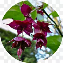 花瓣开花植物-金银花-空若网 花瓣开花植物-金银花-空若网