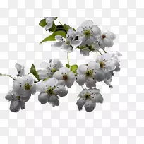 下载梨树枝-空若网 下载梨树枝-空若网