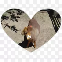 养狗鼻子-羊驼特写-空若网 养狗鼻子-羊驼特写-空若网