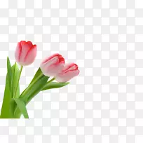 �����㻨-������