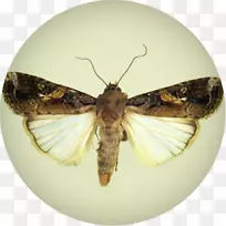 �ɶ�������ճ���������-С��-������