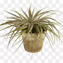 盆栽槟榔科室内植物草绿叶盆栽扣PNG-空若网 盆栽槟榔科室内植物草绿叶盆栽扣PNG-空若网