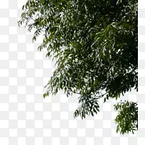 树枝桌面壁纸-圣诞角-空若网 树枝桌面壁纸-圣诞角-空若网