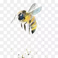大黄蜂水彩画昆虫水彩礼物-空若网 大黄蜂水彩画昆虫水彩礼物-空若网