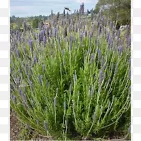 Ӣ��޹�²ݣ���״޹�²ݣ�����޹�²�-������