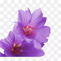 芙蓉土坯首映式-空若网 芙蓉土坯首映式-空若网