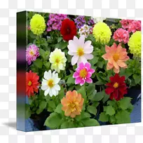 ���������л�ӣ��-���޵���ɫ-������