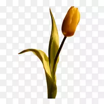 郁金香花博客-金郁金香-空若网 郁金香花博客-金郁金香-空若网