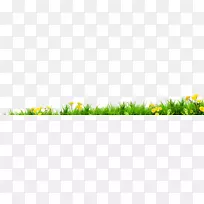 草甸草坪能量麦草阳光草-空若网 草甸草坪能量麦草阳光草-空若网