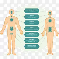 内分泌系统内分泌干扰物内分泌腺稳态.餐厅菜单-空若网 内分泌系统内分泌干扰物内分泌腺稳态.餐厅菜单-空若网