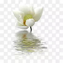 埃及莲花雪山-空若网 埃及莲花雪山-空若网