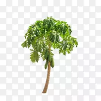 木瓜果树典当摄影.直木瓜树-空若网 木瓜果树典当摄影.直木瓜树-空若网