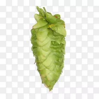 莴苣叶菜芹菜-啤酒花-空若网 莴苣叶菜芹菜-啤酒花-空若网