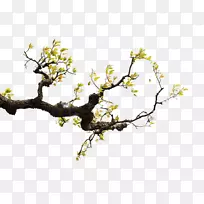 梨叶枝-空若网 梨叶枝-空若网