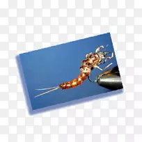 昆虫膜-回来-空若网 昆虫膜-回来-空若网