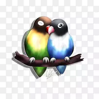 灰头爱鸟鹦鹉黄颈爱鸟-空若网 灰头爱鸟鹦鹉黄颈爱鸟-空若网