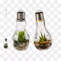 白炽灯泡灯多汁植物家居装饰-空若网 白炽灯泡灯多汁植物家居装饰-空若网