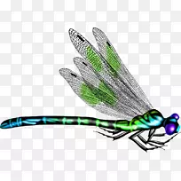 蝴蝶昆虫蜻蜓-空若网 蝴蝶昆虫蜻蜓-空若网