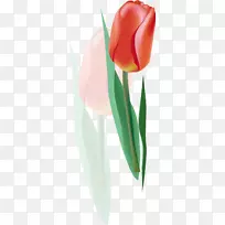 郁金香花-郁金香6-空若网 郁金香花-郁金香6-空若网