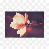 花瓣木兰科-洗莲-空若网 花瓣木兰科-洗莲-空若网