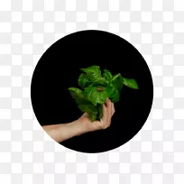 Ҷ��-���ԵĽ��ӡ�-������