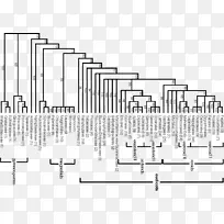 APG系统Engler系统发育apg iv系统apgⅢ系统花园树-空若网 APG系统Engler系统发育apg iv系统apgⅢ系统花园树-空若网
