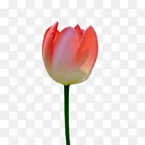 �����㻨-������-������